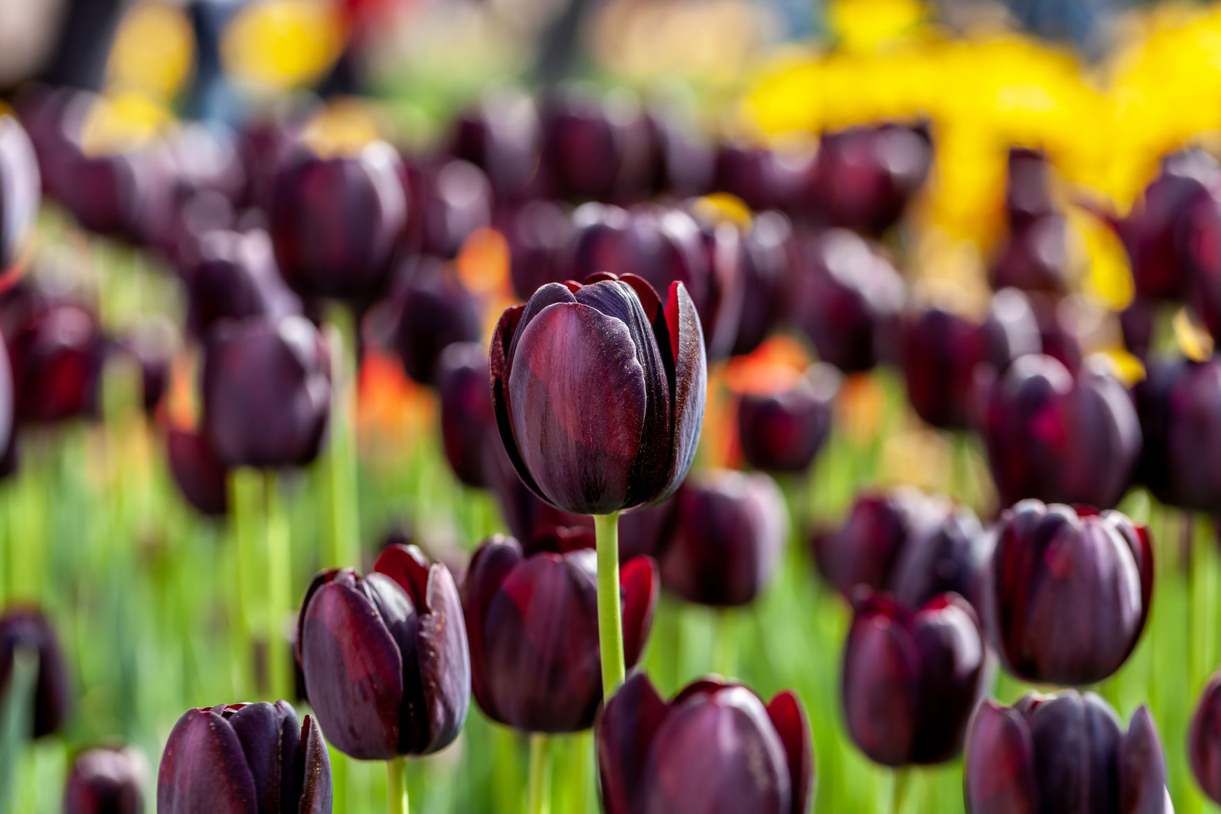 queen of night tulip